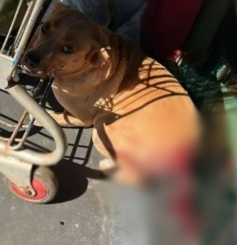 Cão caramelo é encontrado com rabo mutilado em frente a mercado