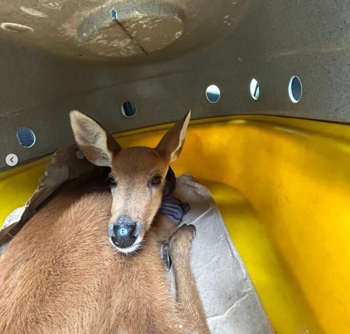 Cervo do Pantanal é resgatado com desidratação na BR 262 em Miranda