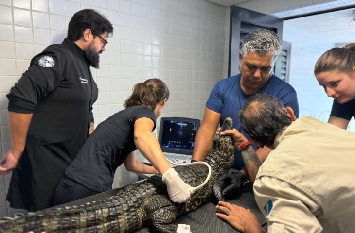 Jacarés do Bioparque Pantanal passam por check-up completo com exames preventivos