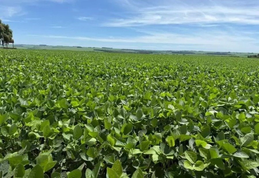 Colheita da soja em MS atinge 6,2% da área