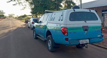 Onça ataca cães em quintal de residência em Vila Amandina