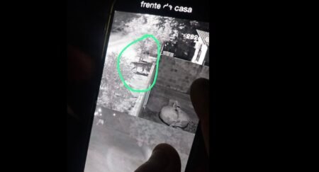 Câmeras registram possível onça após ataque que resultou na morte de dois cães
