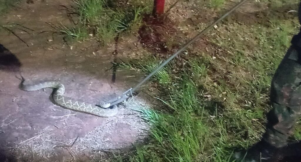 PMA captura dois répteis em áreas rurais