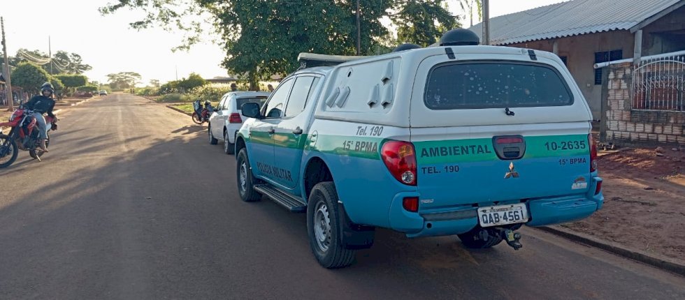 Onça-Parda causa preocupação em Ivinhema após atacar cães em Amandina