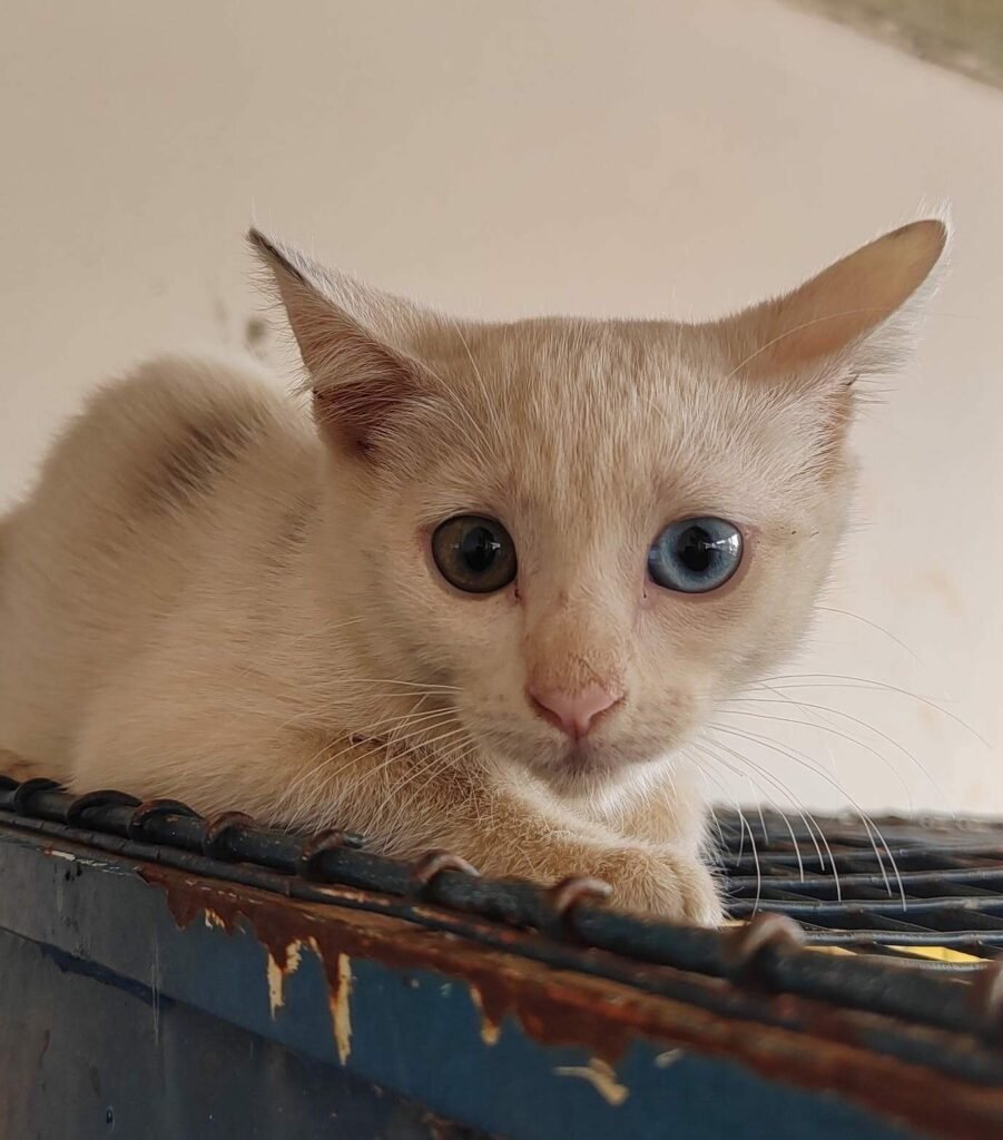 Município precisa reforçar estruturas para combater abandono de animais