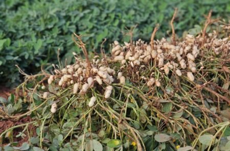 Ribas do Rio Pardo se destaca no setor florestal e avança na diversificação agrícola