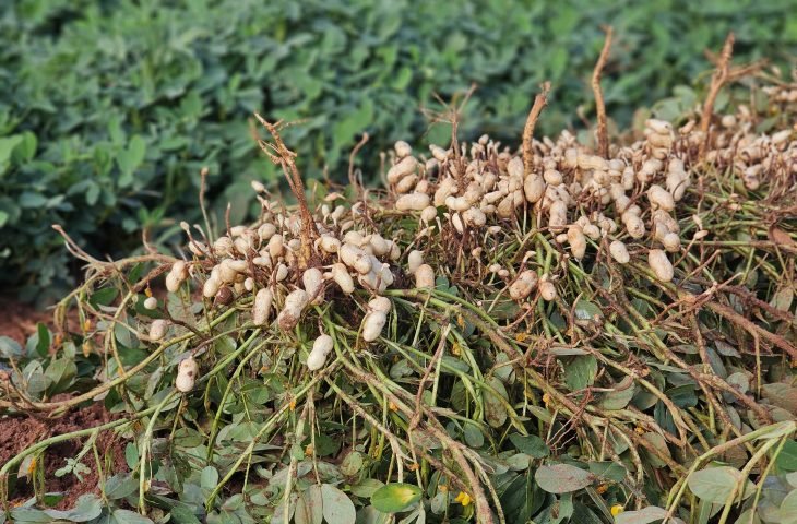 Ribas do Rio Pardo se destaca no setor florestal e avança na diversificação agrícola