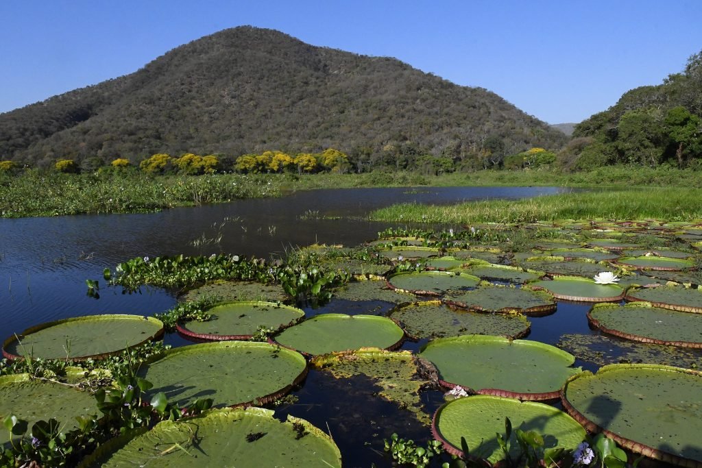 Pantanal é essencial para a migração de 190 espécies de aves na América do Sul