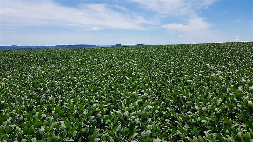 Safra de soja enfrenta desafios em controle de plantas daninhas