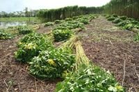 JBS Couros adota tecnologia para reduzir uso de recursos