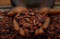 Cacau entra em novo ciclo com ajuste de demanda e superávit