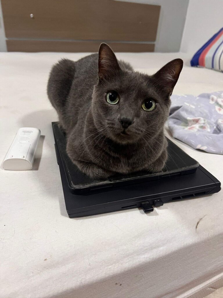 Empresário busca gato desaparecido no Jardim São Bento após fuga pelo telhado