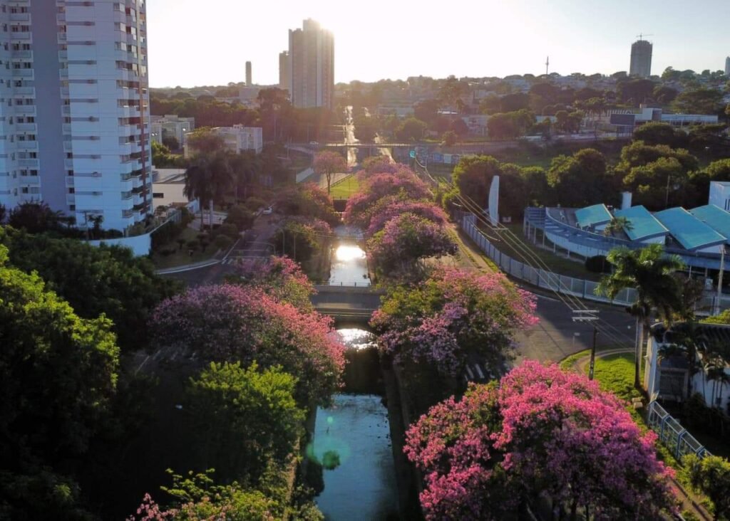 Paineiras de Campo Grande ajudam a evitar enchentes e fornecem alimento à fauna local