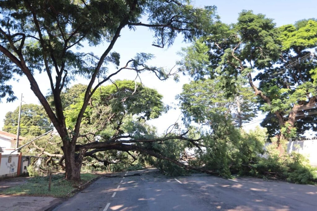 Árvore cai durante tempestade e bloqueia Avenida Tiradentes no bairro Amambai
