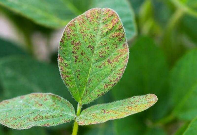 Vazio sanitário da soja começa em Mato Grosso do Sul