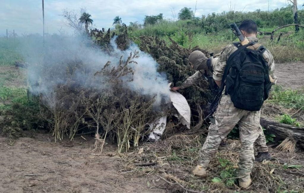 Ação conjunta destrói 200 toneladas de maconha na fronteira entre Paraguai e MS