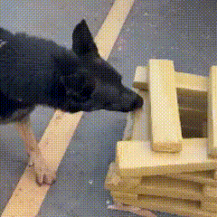 Fiscalização do ICMS revela 46 quilos de maconha em transportadora no Centro de Campo Grande