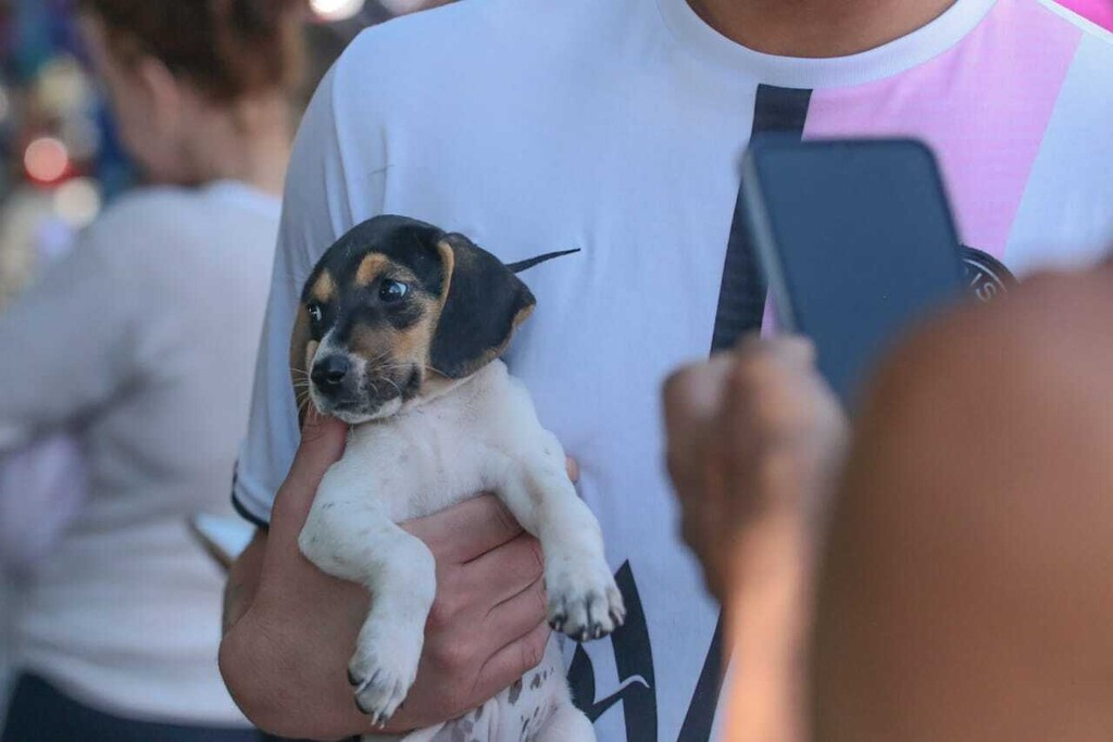 Atendimento veterinário móvel chega ao Bairro North Park em Campo Grande