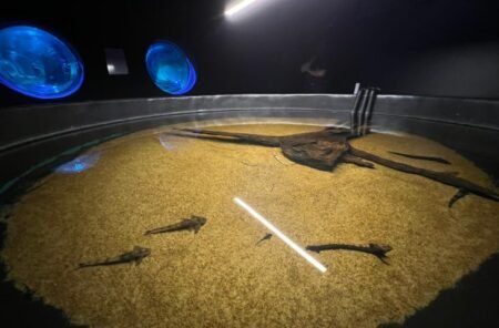 Resgate de peixes no Bioparque Pantanal visa fortalecer pesquisas científicas