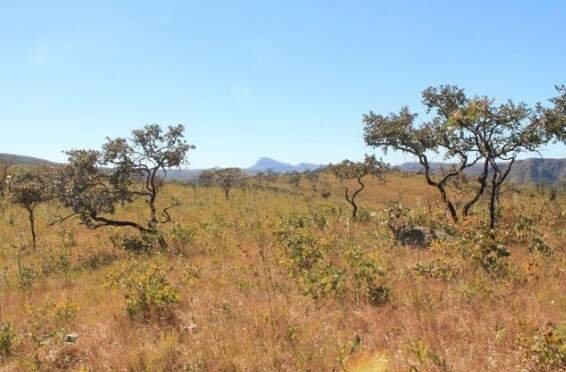 Cerrado é vital para MS, mas aguarda proteção legal há 16 anos