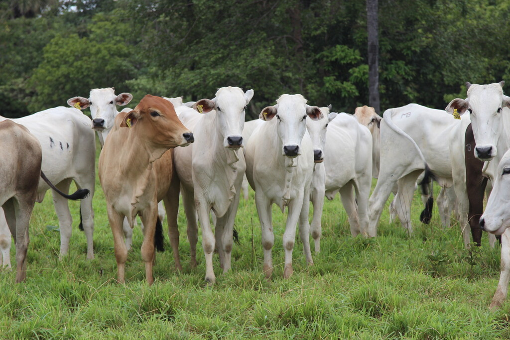 Onda de frio causa a morte de 83 bovinos em Mato Grosso do Sul