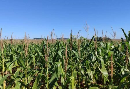 Lavouras de milho em Mato Grosso do Sul apresentam qualidade superior na Região Norte