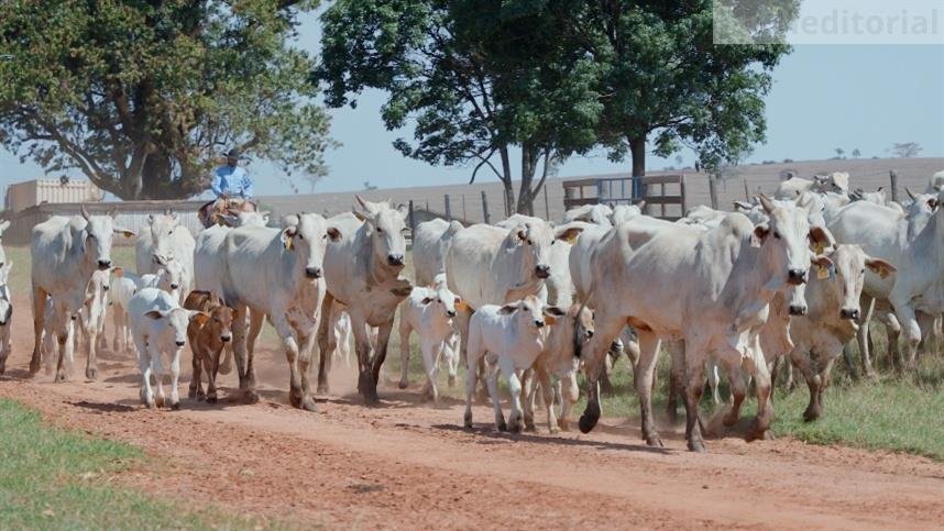 A Importância da Sanidade Animal na Pecuária Brasileira Atual