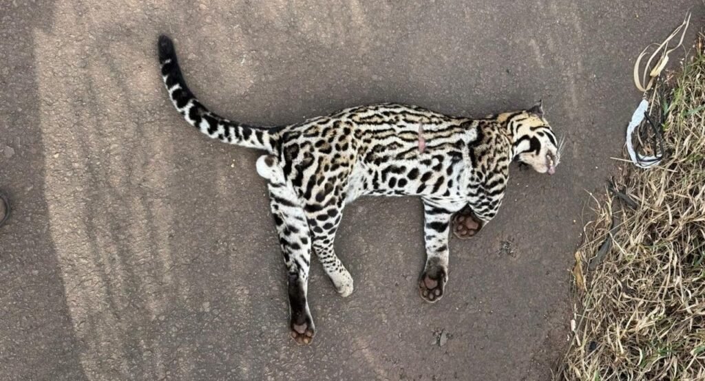 Corpo de Jaguatirica é encontrado na BR-267 entre Nova Casa Verde e Nova Alvorada