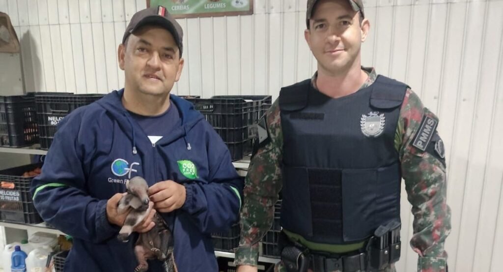 Filhote de tamanduá-bandeira é resgatado pela PMA em Ivinhema