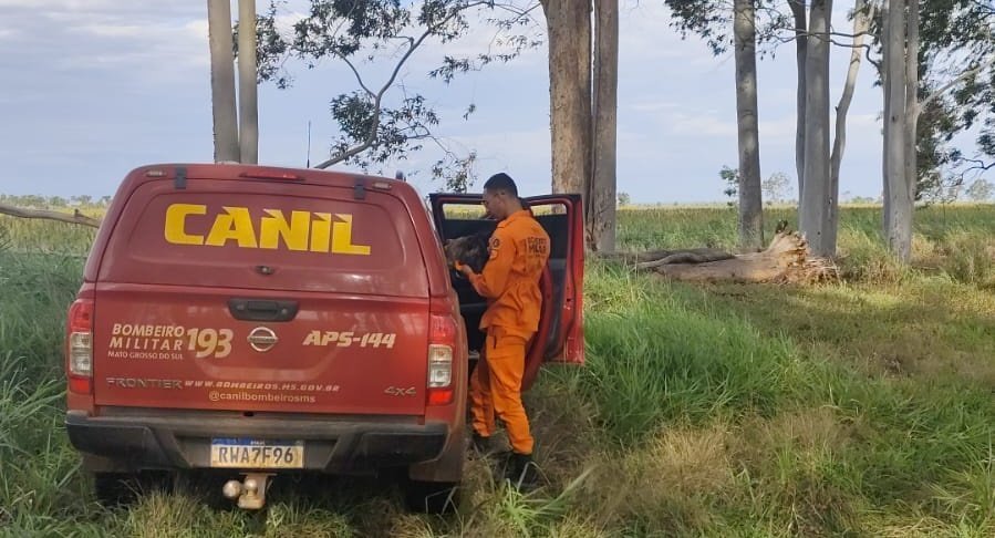 Buscas por idoso desaparecido seguem sem resultados em Batayporã