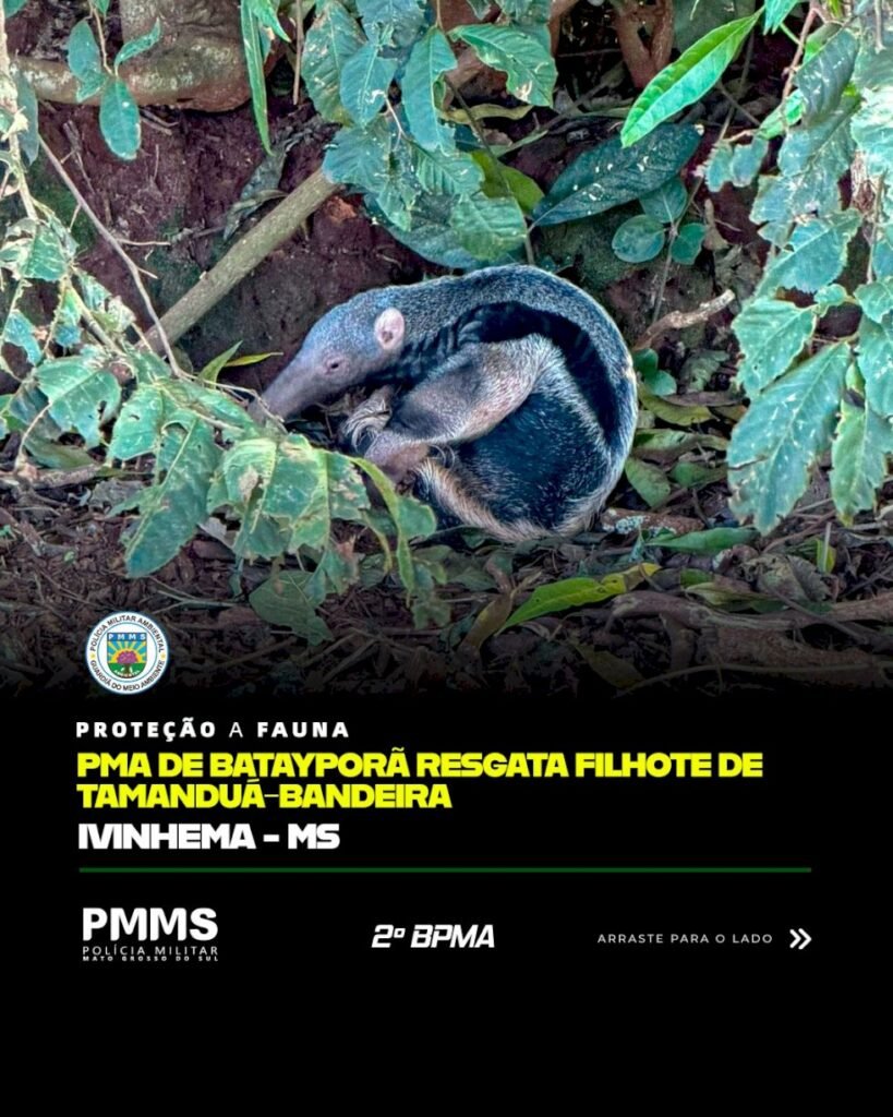 PMA realiza resgate de filhote de tamanduá-bandeira em Ivinhema