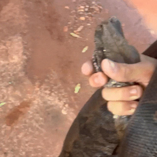 Jovem realiza resgate de jiboia e a transporta de moto até a PMA
