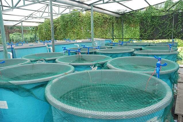 Novas regras para descontos na Energia Elétrica de irrigação e aquicultura