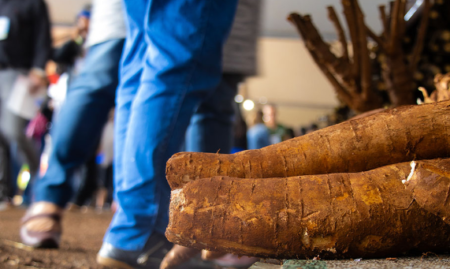 Mandioca SE destaca como motor da Agricultura Familiar em Mato Grosso do Sul