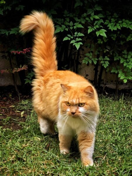 Gato resgatado no Bairro Tiradentes busca seus tutores