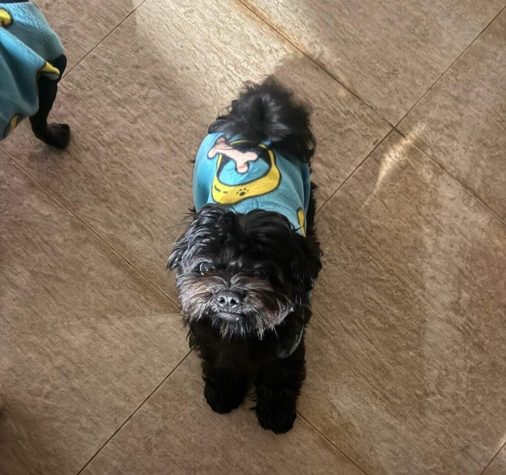 Família busca por Apolo, cachorro que desapareceu em Campo Grande