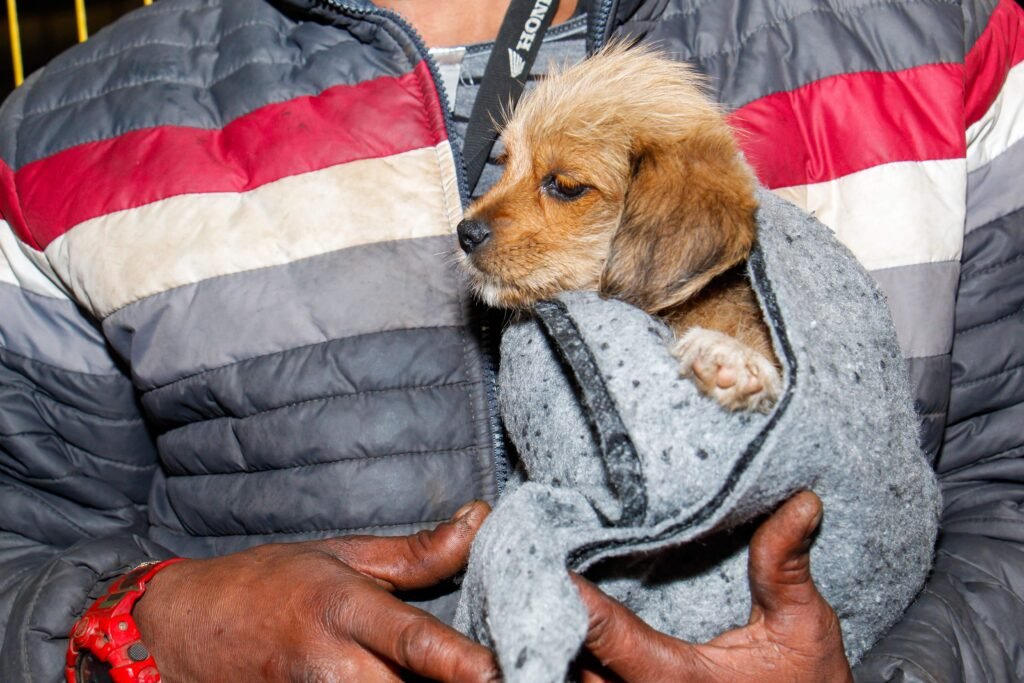 Campo Grande cria campanha anual para arrecadar cobertores para animais em vulnerabilidade