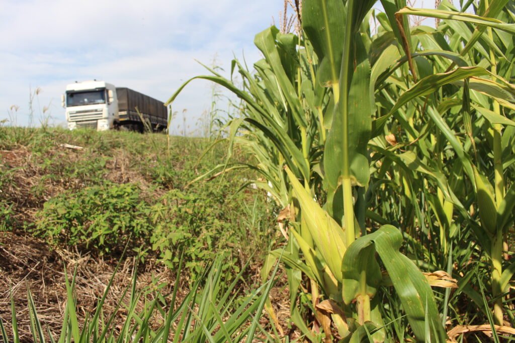 Lagarta-Do-Cartucho ameaça a produção de milho no Brasil
