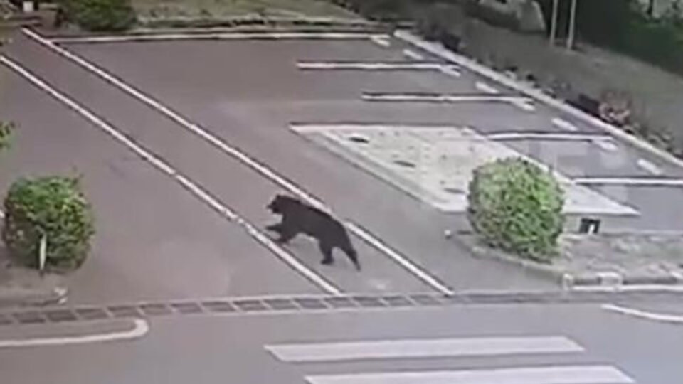 Captura de urso no Japão encerra fechamento de escolas