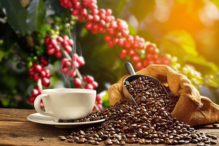 Café brasileiro adota bioinsumos para sustentabilidade na produção