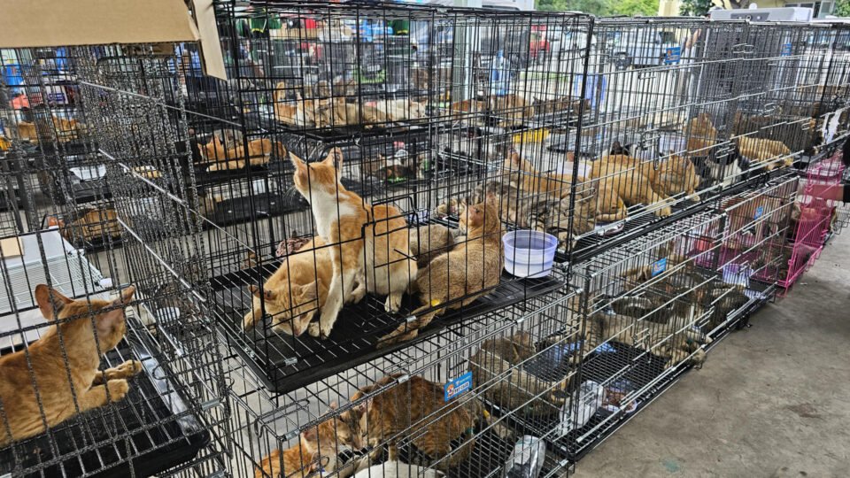 Resgate de gatos no Vietnã revela rede de comércio ilegal de carne