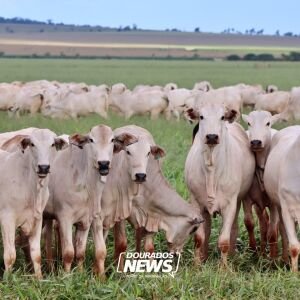 Indonésia SE destaca como o segundo maior comprador de miúdos bovinos do Brasil