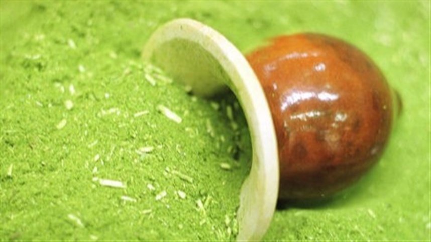 Estabilidade nos preços da erva-mate afeta novos plantios no Rio Grande do Sul