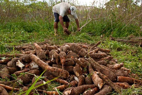 Nova Agroindústria em Naviraí Valoriza Produção de Mandioca de Mesa