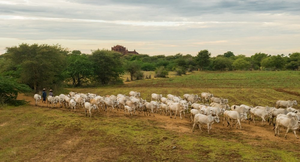Vacinação contra brucelose é essencial para pecuaristas do Estado