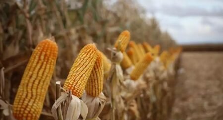 Progresso na colheita de milho em MS chega a 24%, mas chuvas atrasam safra