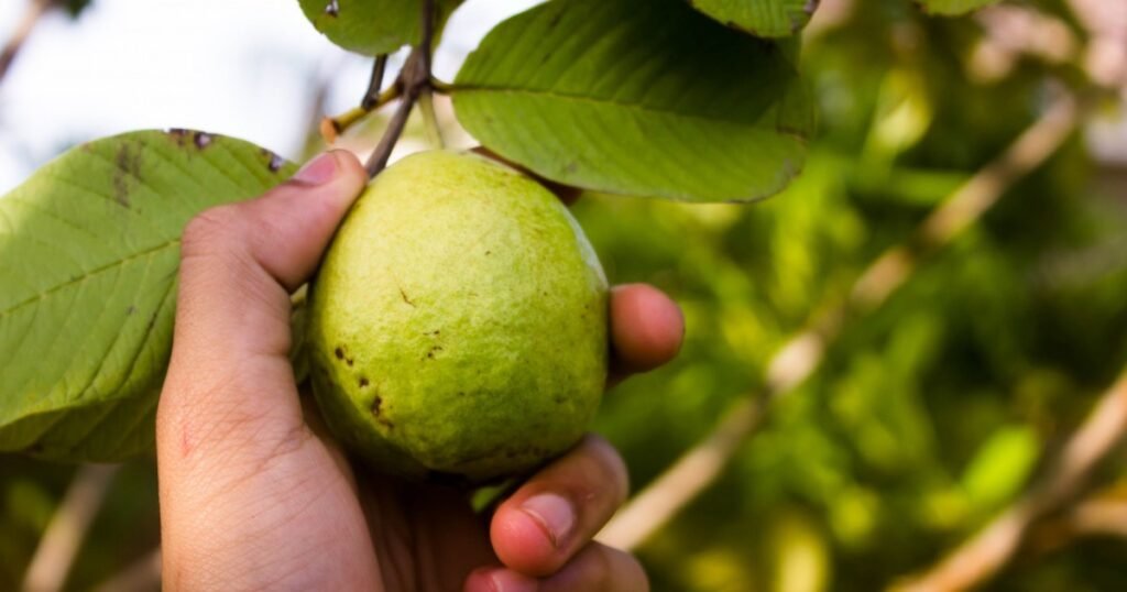 China abre portas para polpas e frutas brasileiras em meio a tensões comerciais