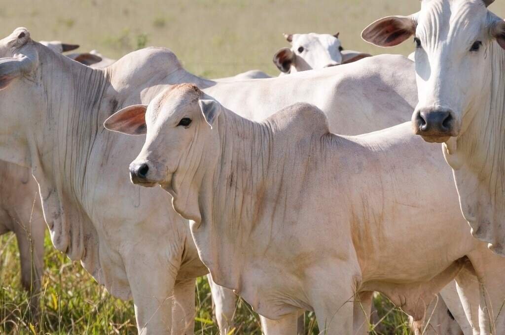 Entidades do setor pecuário se opõem a normas da União Europeia sobre antimicrobianos