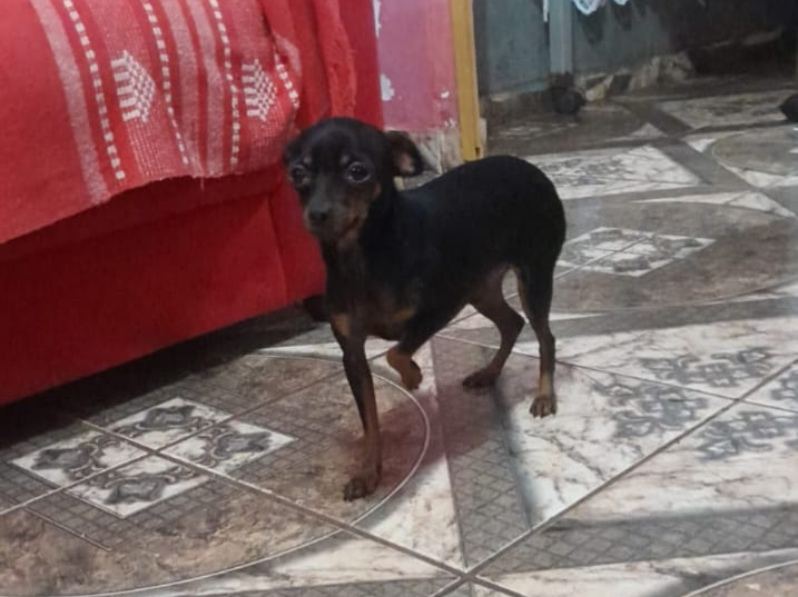 Família busca pinscher desaparecido e criança apresenta febre em Campo Grande