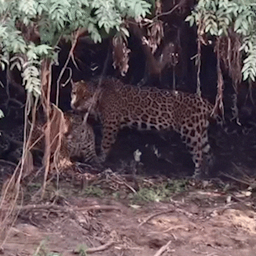Registro inusitado revela momento afetuoso entre onças-pintadas no Pantanal